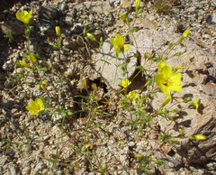 Leptosiphon chrysanthus