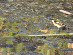 Tachuris rubrigastra