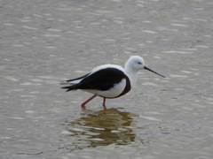 Cladorhynchus leucocephalus