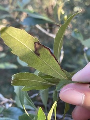 Stigmella betulicola