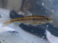 Erimyzon claviformis