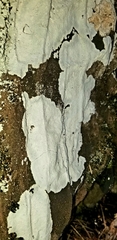 Phlyctis petraea