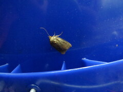 Pseudorthodes vecors