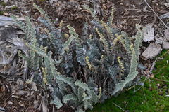 Astrolepis cochisensis