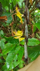 Ischnosiphon obliquus