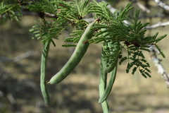 Vachellia astringens