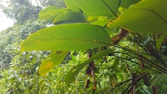 Ischnosiphon obliquus