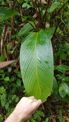 Ischnosiphon obliquus