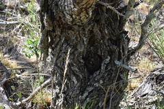 Vachellia astringens