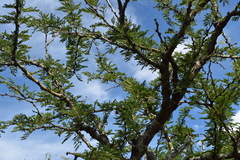Vachellia astringens