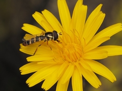 Ischiodon aegyptius