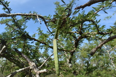 Vachellia astringens