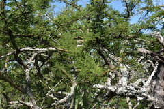 Vachellia astringens