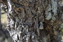 Vachellia astringens