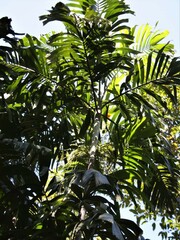 Hydriastele wendlandiana
