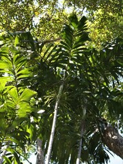 Hydriastele wendlandiana