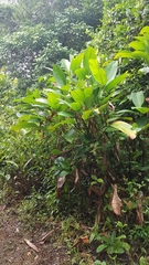 Ischnosiphon obliquus