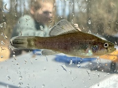 Aphredoderus sayanus