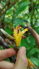 Ischnosiphon obliquus