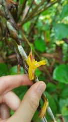 Ischnosiphon obliquus