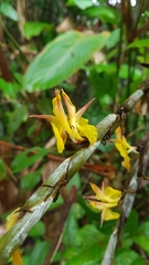 Ischnosiphon obliquus