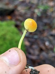Mycena acicula