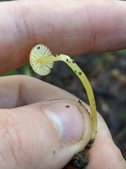 Mycena acicula