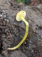 Mycena acicula