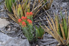 Castilleja rigida