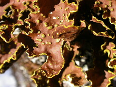 Pseudocyphellaria holarctica