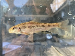 Erimyzon claviformis