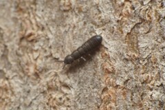 Anurophorus