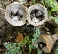 Cyathus olla