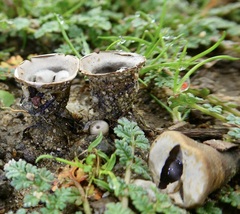 Cyathus olla