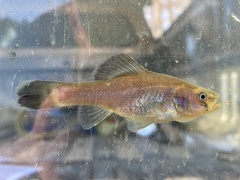 Aphredoderus sayanus
