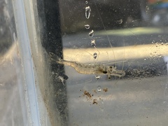 Palaemon kadiakensis