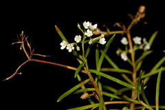 Platysace ericoides