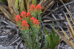 Castilleja rigida