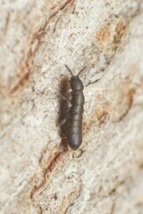 Anurophorus