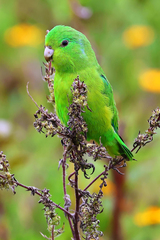 Forpus xanthopterygius