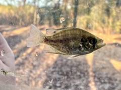 Centrarchus macropterus