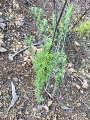 Eriophyllum confertiflorum