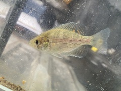 Centrarchus macropterus