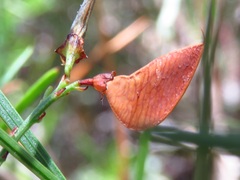 Daviesia leptophylla
