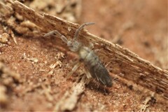 Entomobrya unostrigata