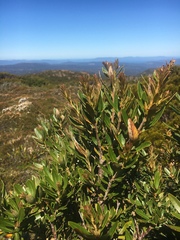 Orites diversifolius