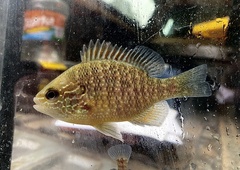 Lepomis marginatus