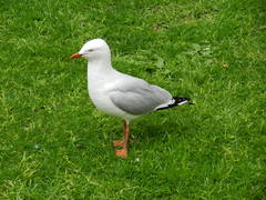 Chroicocephalus novaehollandiae