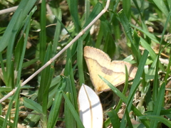 Anachloris subochraria