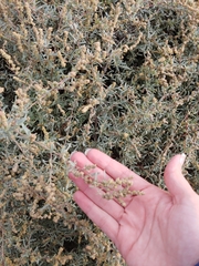 Extriplex californica